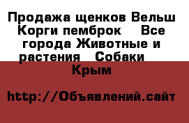 Продажа щенков Вельш Корги пемброк  - Все города Животные и растения » Собаки   . Крым